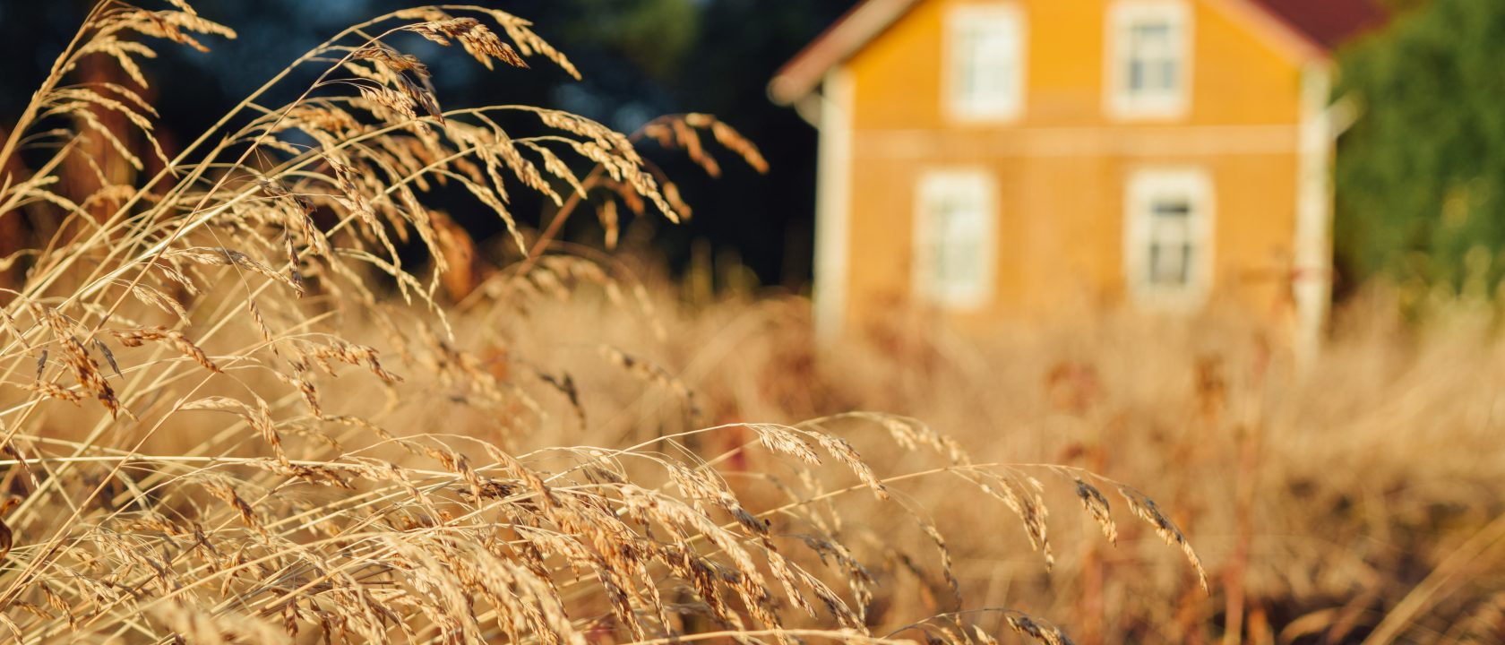 Keltainen talo ilta-auringossa, etualalla paahtuneita heiniä.